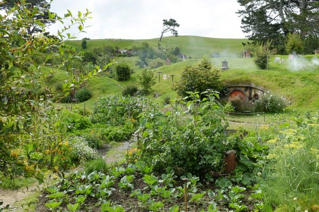 A little veggie garden - all eatable