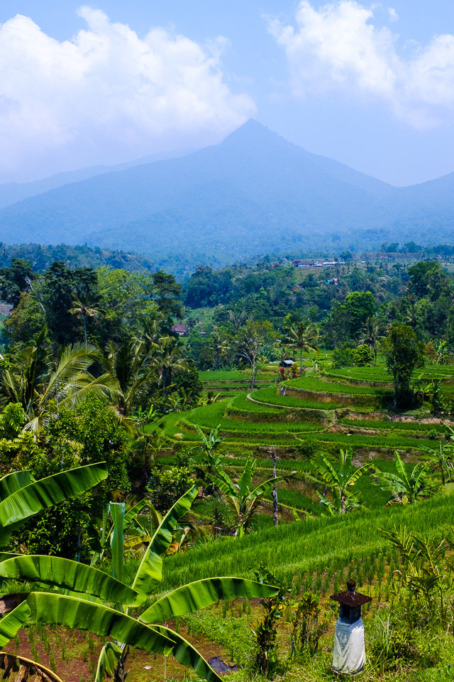 A view of rice terraces in Jatiluwih