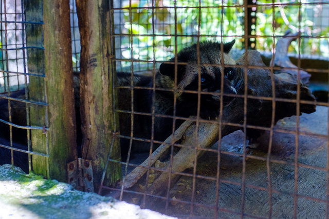 A civet in charge of producing Luwak coffee