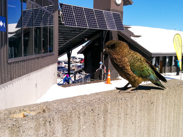 Hungry kea looking for some food