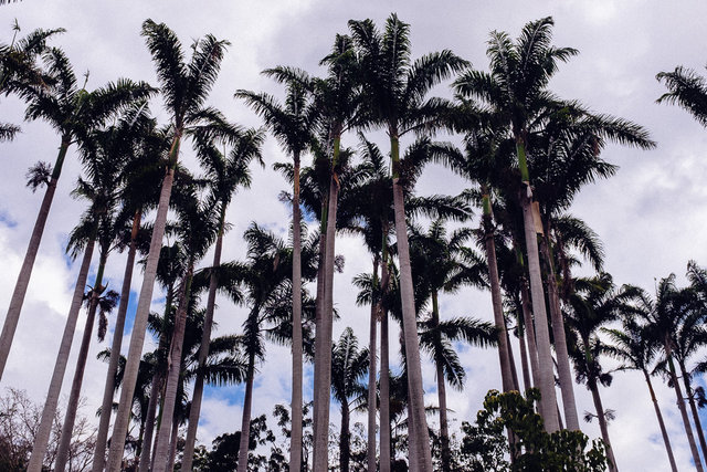 A royal palm grove