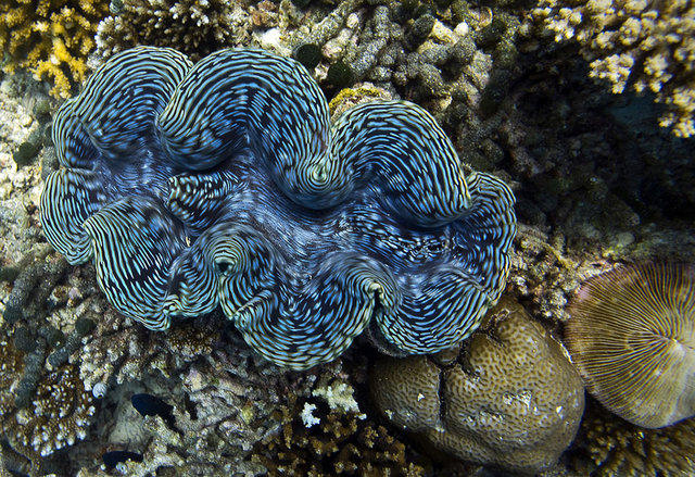 Giant clam wants a kiss