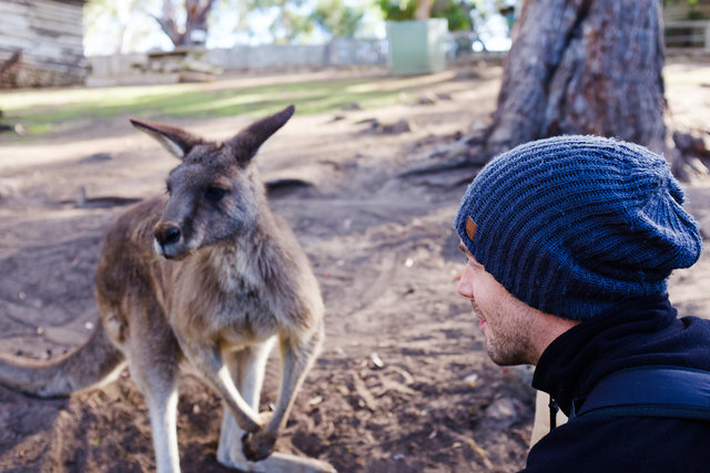 Face to face meeting with a kangaroo mate