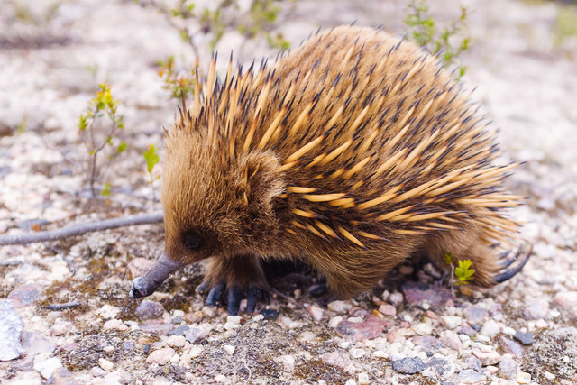 A spiky little creature in pursuit of a lunch