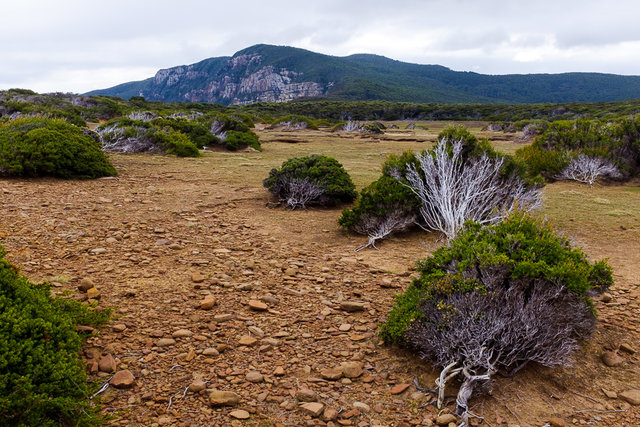 The shrub is bent by some of the strongest recorded winds in Australia