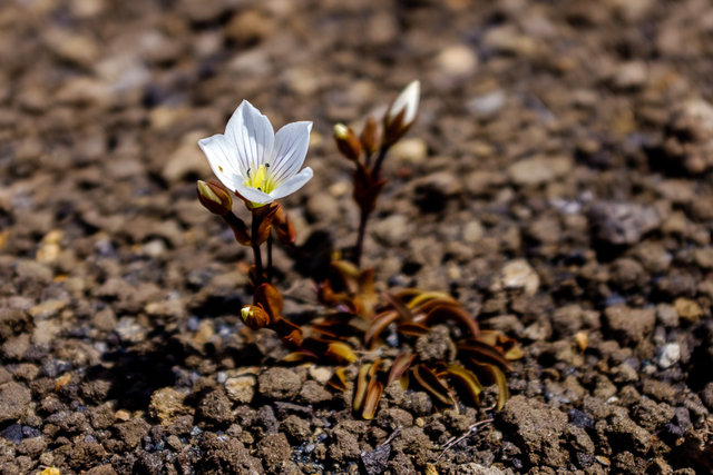A little pearl in the volcanic desert -- Gentiana bellidifolia