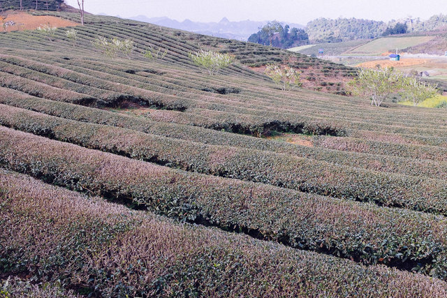 A tea plantation in Moc Chau