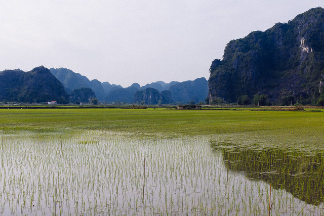 Bright green colour of rice fields