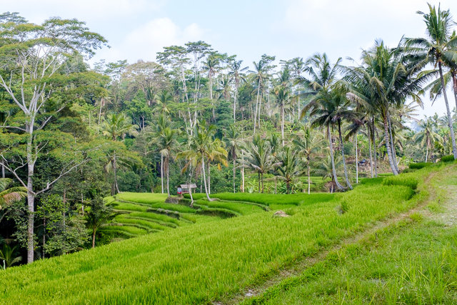 Rice terraces near Gunung Kawi