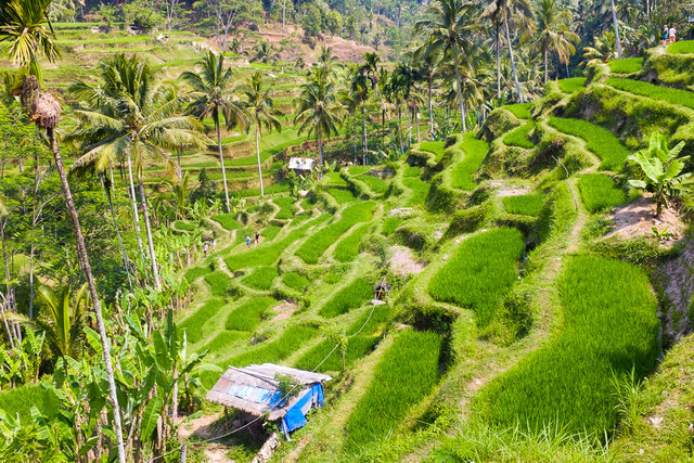 A view of rice terraces in Tegalalang