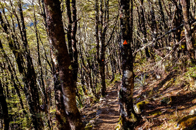 The endless ascent through beech forest 