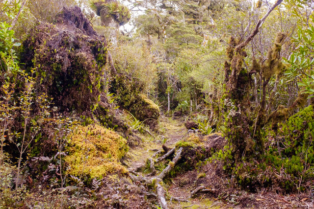 The path to the Mt McKerrow summit