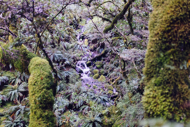 Little waterfalls were everywhere in the forest 