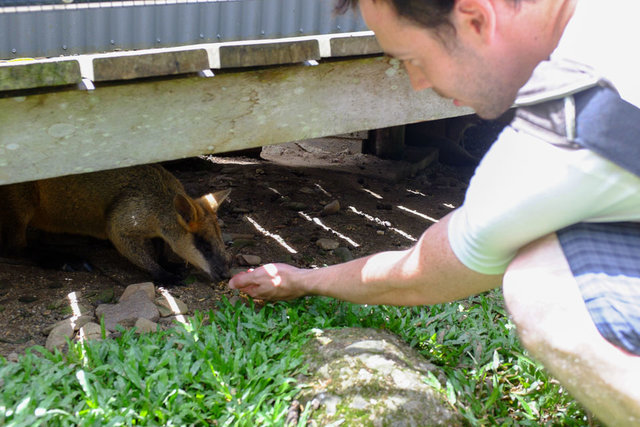 Wallaby was hiding from the sun, but went outside for some sweet sweet grain