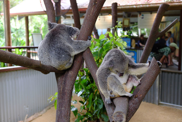 Koalas, chillin'