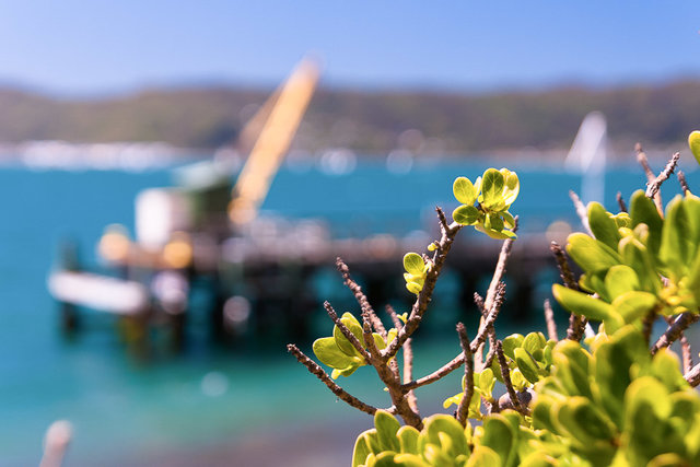 A small crane with the local flora