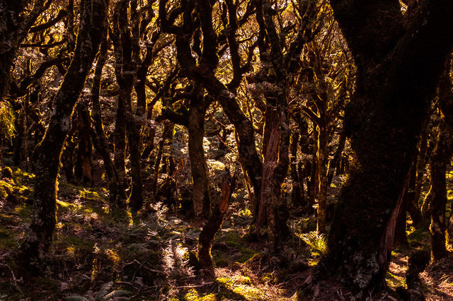 The amazing forest on the way to Atiwhakatu Hut