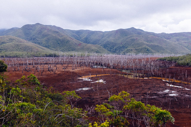 Drowned forest during the dry season