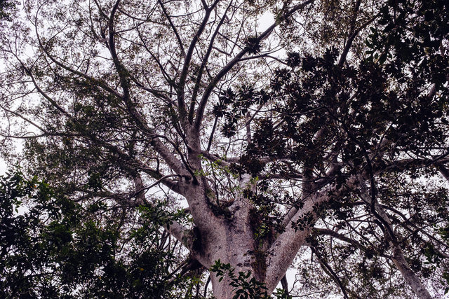A big kauri tree