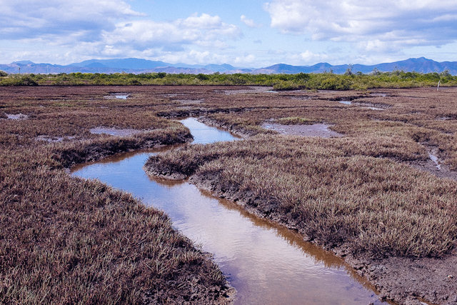 Ouano’s mangroves