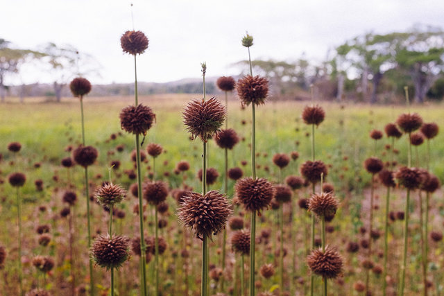 Resilient vegetation