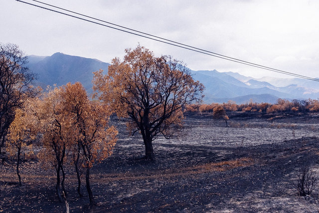 The land after ravaging of bushfire -- we saw a few of them 