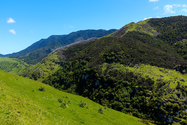 The view of Aorangi Forest Park