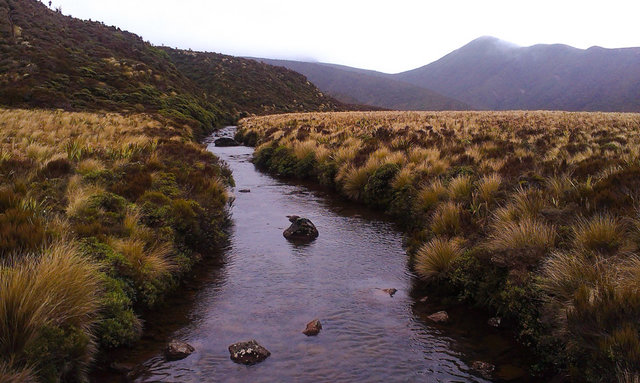 A beautiful stream running across the Ahukawakawa swamp