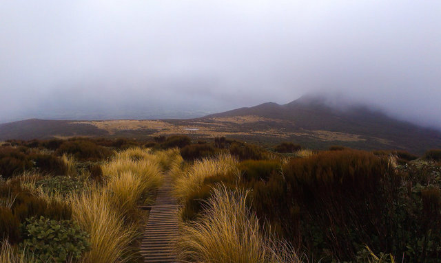 Ahukawakawa swamp crossing across a bridge