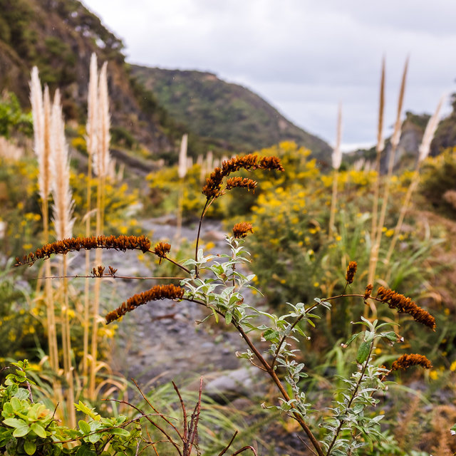 Colourful flora along the path