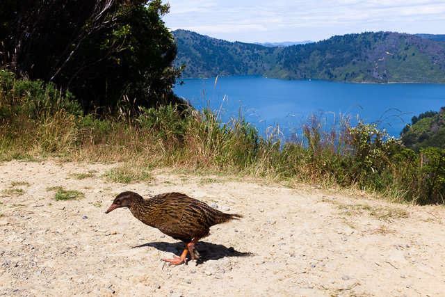 A weka looking for something to eat
