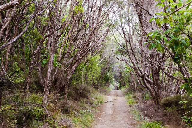 A path through enchanted forest