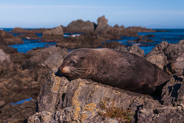 After having a good bunch of anchovies for lunch it's good to have a nap