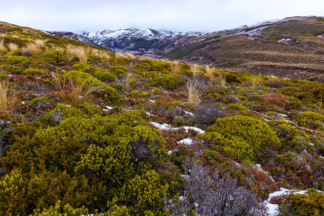 Missing top of Mt. Ruapehu but the landscape is nice as well