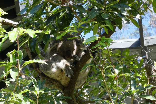 Koala is the Zen master