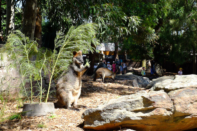 Wallaby is having a little snack