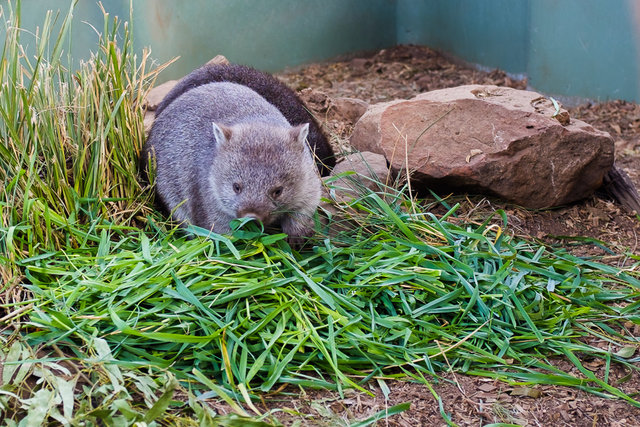 Small cuddly wombats running around