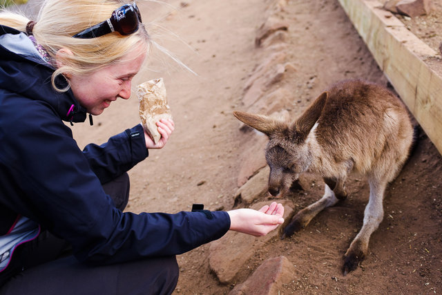 Bara feeding a joey