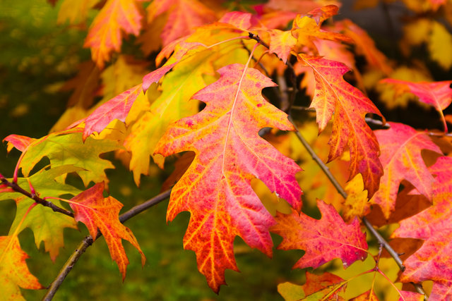 Colours of Autumn