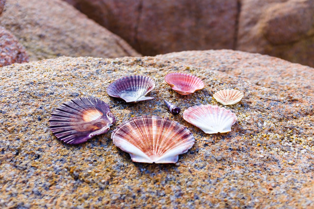 Bara's collection of shells