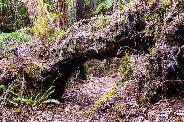 A fallen trunk created a natural hurdle on our journey