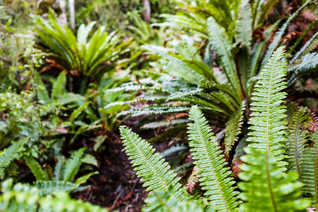 The track was hidden in a bush of silver ferns