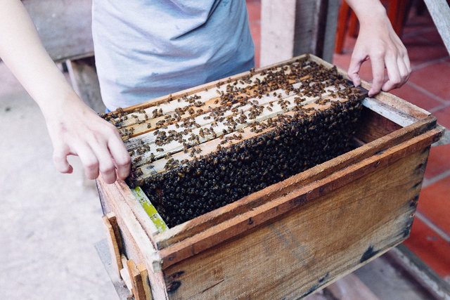 A part of the tour was also a demonstration from local beekeeper 