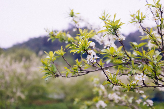 Those peach blossoms were the only sign of good weather