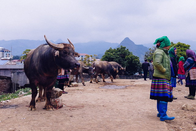 Buffaloes have their own space on the top of little mound