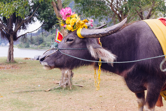 A buffalo business