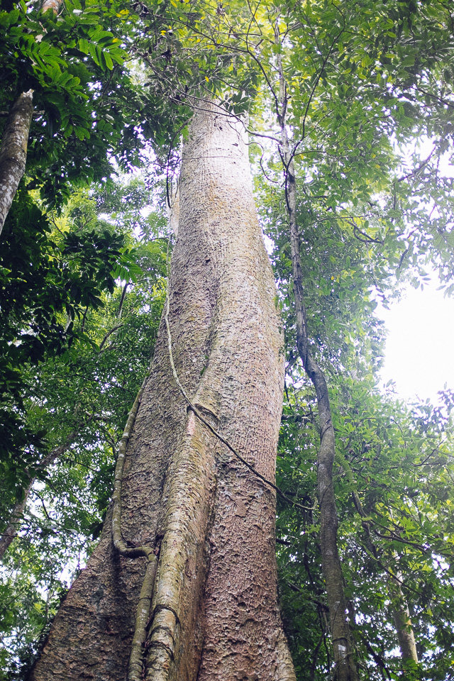 An ancient tree