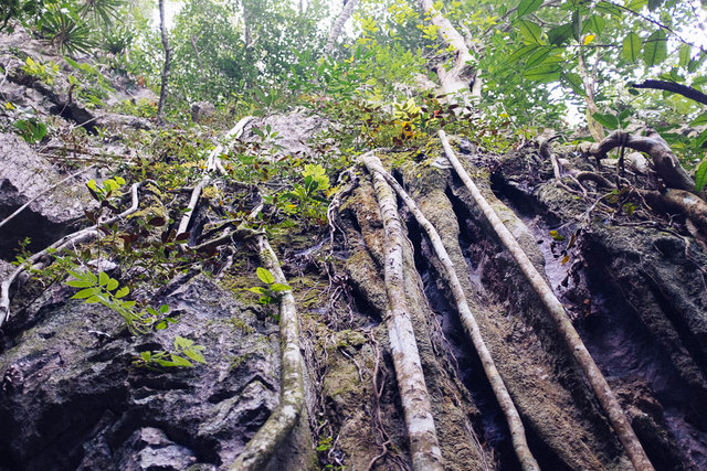 Somewhere at Cuc Phuong National Park