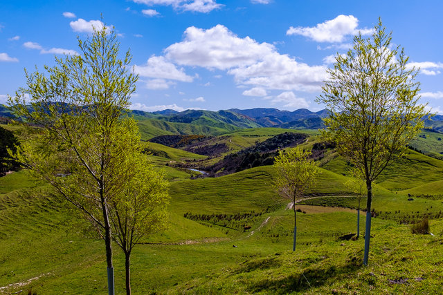 On the way to Waihi Waterfalls