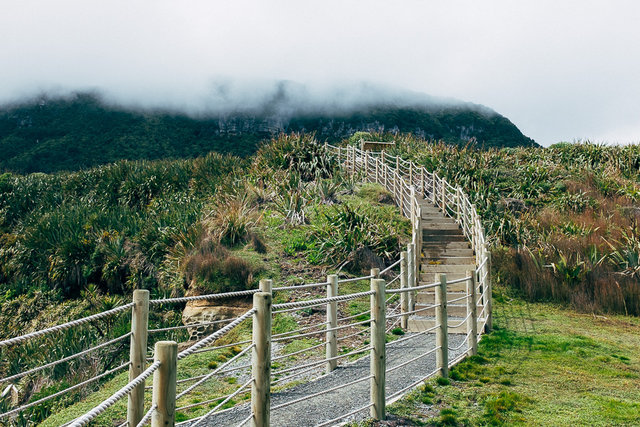 A dark lush rainforest of close to the ocean